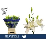 Lilium Liilia LA Belvedere 95cm