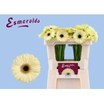 Gerbera MINI Casillas*20