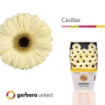 Gerbera MINI Platini*20