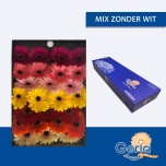 Gerbera GR mix in row*25