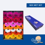 Gerbera GR mix in row*25