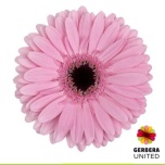 Gerbera GR Shanice*15