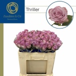 Roos 50cm Thriller