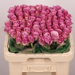 Roos 60cm Thriller