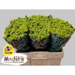 Chrysanthemum Krüsanteem SANTINI Madiba Minty Boane*25