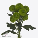 Chrysanthemum Krüsanteem SANTINI Peptalk*25
