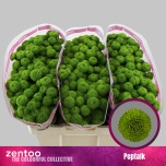 Chrysanthemum Krüsanteem SANTINI Peptalk*25