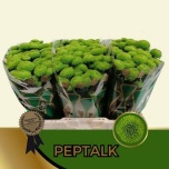 Chrysanthemum Krüsanteem SANTINI Peptalk*25