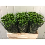 Chrysanthemum Krüsanteem SANTINI Peptalk*25