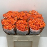 Kobarroos 50cm Airya