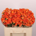 Kobarroos 50cm Airya