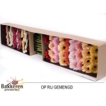 Gerbera MINI mix*30