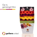 Gerbera MINI MIX*20