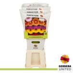 Gerbera mini mix diamond in row