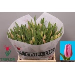 Tulp si Pink Innovation