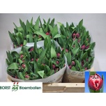Tulp do Soulmate
