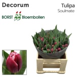 Tulp do Soulmate