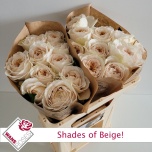 Roos 50cm Shades of Beige
