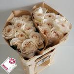 Roos 50cm Shades of Beige