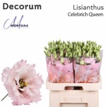 Eustoma Preeriakell Celeb Queen