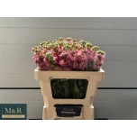 Matthiola Levkoi Antique Pink 50-55cm