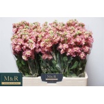 Matthiola Levkoi Antique Pink 50cm