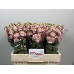 Matthiola Levkoi Stox Champagne 60cm