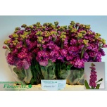 Matthiola Levkoi Stox Deep Rose