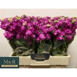 Matthiola Levkoi Stox Deep Rose