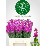 Matthiola Levkoi Stox Deep Rose