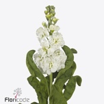 Matthiola Levkoi Stox White 50-55cm