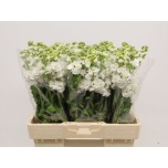 Matthiola Levkoi Stox White 50-55cm