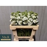 Matthiola Levkoi Stox White 50-55cm