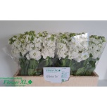 Matthiola Levkoi Stox White 50-55cm