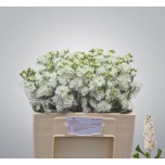 Matthiola Levkoi Stox White 50-55cm