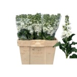 Matthiola Levkoi Stox White 60-65cm