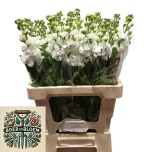 Matthiola Levkoi Stox White 60cm