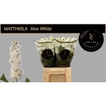 Matthiola Levkoi Stox White