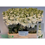 Matthiola Levkoi Stox White