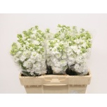Matthiola Levkoi Stox White 60-65cm