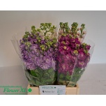 Matthiola Levkoi mix 45cm