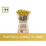 Craspedia Paintball Jumbo 70cm