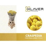 Craspedia Paintball Jumbo