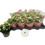 Kalanchoe Kalanhoe double rose flowers greta 10,5cm