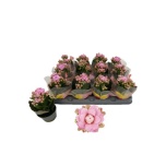 Kalanchoe Kalanhoe more flowers lillian 6cm