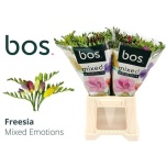 Freesia mix