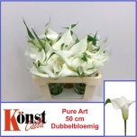 Zantedeschia Kalla Pure Art 50cm