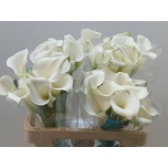 Zantedeschia Kalla Pure Art 55cm