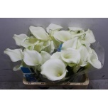 Zantedeschia Kalla Pure Art 55cm