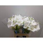 Zantedeschia Kalla Pure Art 60-65cm